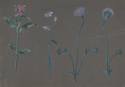 Studie van Drie Bloemen, 1781 door Johann Christian August Birnbaum