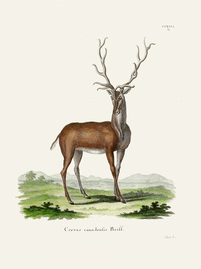 Elk  Door Johann Christian Daniel Von Schreber. door Johann Christian Daniel Von Schreber