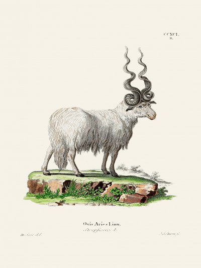 Ovis Aries door Johann Andreas Wagener en Johann Christian Daniel Von Schreber. door Johann Christian Daniel Von Schreber