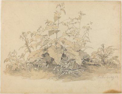Wilde Planten nabij Birstein door Johann Christian Heerdt