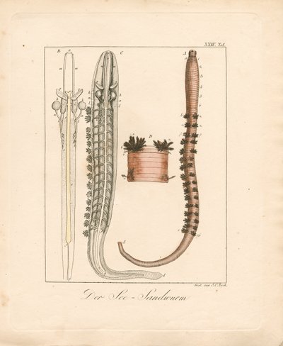  door Johann Christoph Bock