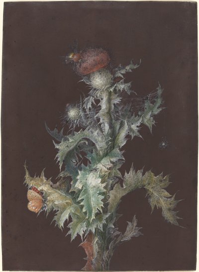 Distel met insecten, ca. 1755 door Johann Christoph Dietzsch