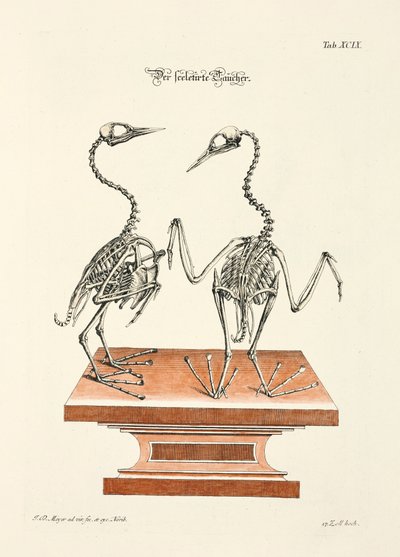 Skelet van de duiker door Johann Daniel Meyer
