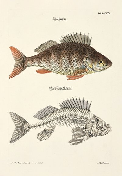  door Johann Daniel Meyer