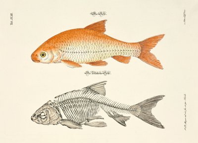 De ide en zijn skelet door Johann Daniel Meyer