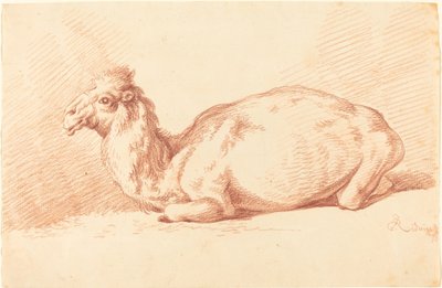 Een Dromedaris door Johann Elias Ridinger