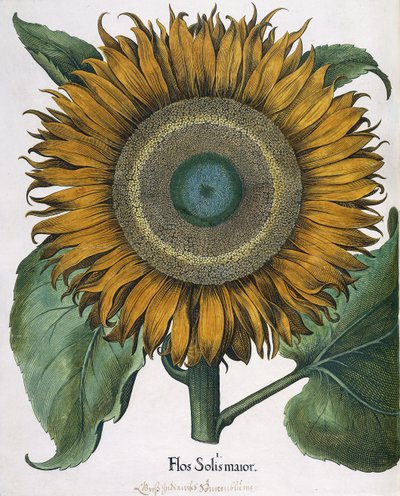 Flos Solis Maior, 1613 door Johann Ernst Rentsch