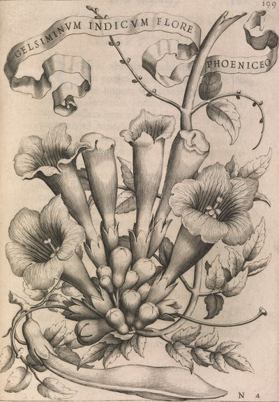 Gelsiminvm indicvm flore phoeniceo door Johann Friedrich Greuter