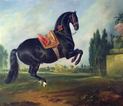 Een zwart paard dat de Courbette uitvoert door Johann Georg Hamilton