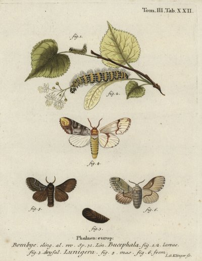 Buff-tip mot, Phalera bucephala, en Cosmotriche lobulina door Johann Georg Klinger