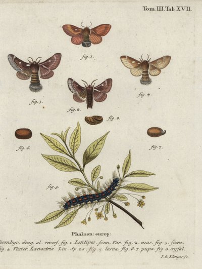 Oostelijke eikenbladroller en kleine eikenbladroller motten. door Johann Georg Klinger