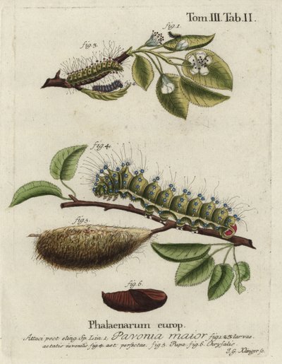 Keizersmot, Saturnia pavonia, larve, pop, chrysalis door Johann Georg Klinger