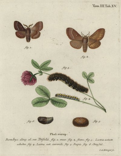 Grasbladroller, Lasiocampa trifolii. door Johann Georg Klinger