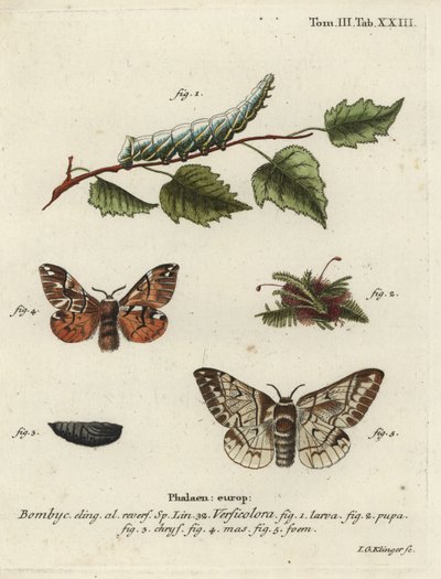 Kentish glory, Endromis versicolora door Johann Georg Klinger
