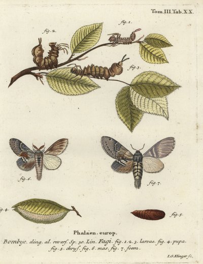 Kreeftmot, Stauropus fagi door Johann Georg Klinger