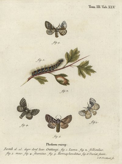 Bleke eikenbladroller, Trichiura crataegi. door Johann Georg Klinger
