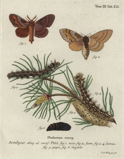 Dennenspinner, Dendrolimus pini door Johann Georg Klinger