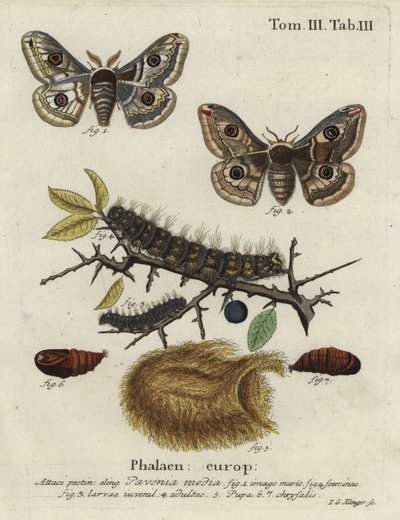 Sleedoorn keizermot, Saturnia spini. door Johann Georg Klinger