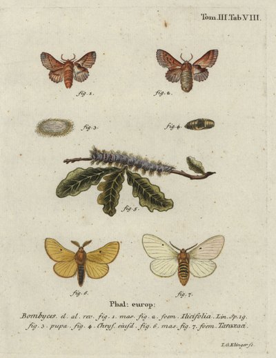 Kleine lappet en herfst zijderups mot. door Johann Georg Klinger
