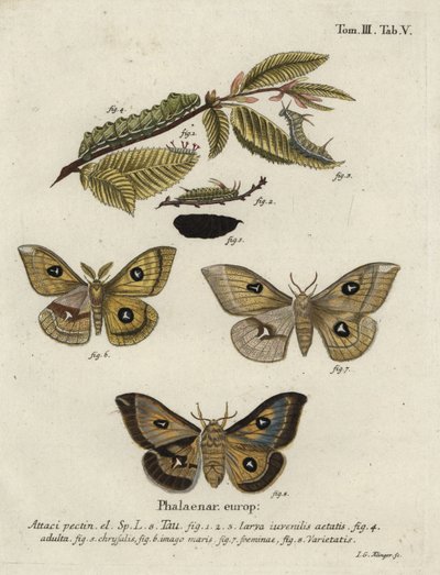Tau keizermot, Aglia tau. door Johann Georg Klinger