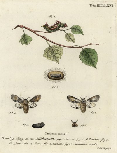 Tawny prominente mot, Harpyia milhauseri door Johann Georg Klinger