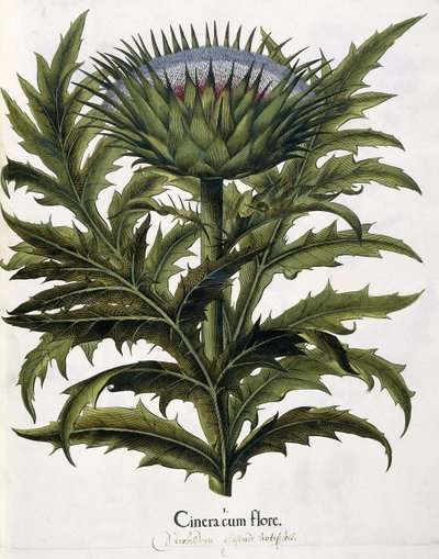 Cinera Cum Flore, 1613 door Johann Georg Ziesenis