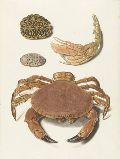 Een krab, een schaar van een krab en twee schilden van schildpadden door Johann Gustav Hoch