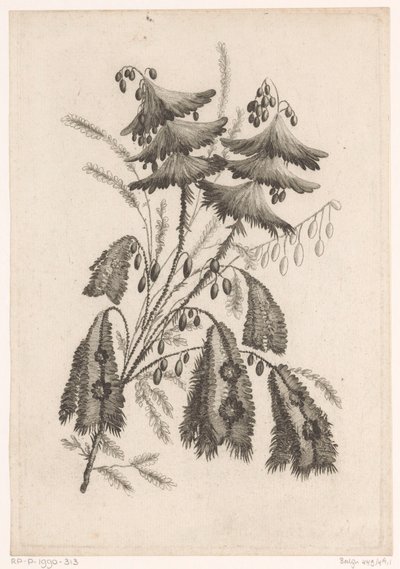 Parasolachtige bloemen door Johann Heinrich  Hess