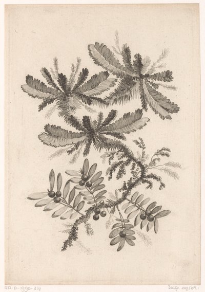 Takken met bessen door Johann Heinrich  Hess
