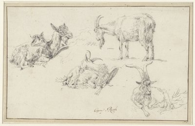Studies van een bok door Johann Heinrich Roos (possibly)