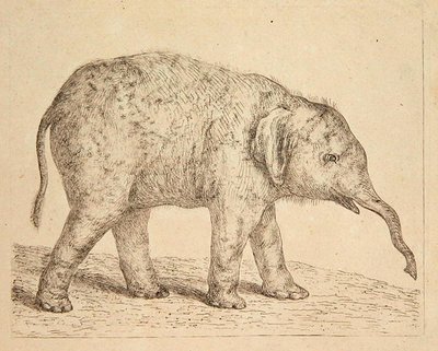 Olifant (ets) door Johann Heinrich Wilhelm Tischbein