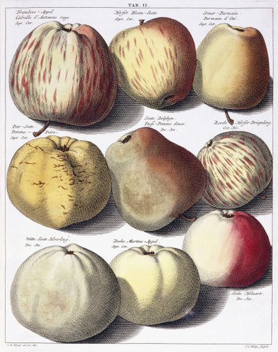 Verschillende appels, 1758 door Johann Hermann Knoop