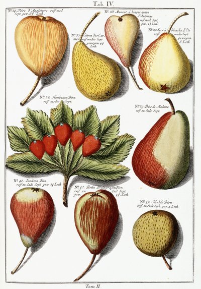 Verschillende perensoorten, 1760-1766 door Johann Hermann Knoop