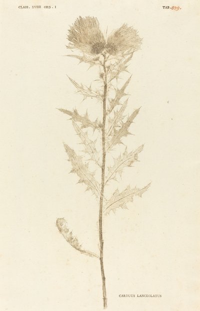 Carduus Lanceolatus door Johann Hieronymus Kniphof