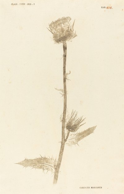 Carduus Maarianus door Johann Hieronymus Kniphof