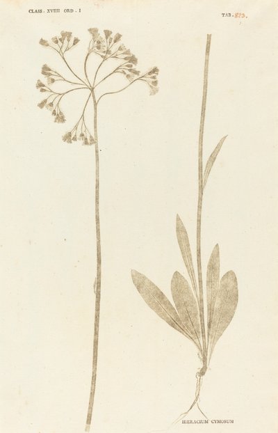 Hieracium Cymosum door Johann Hieronymus Kniphof