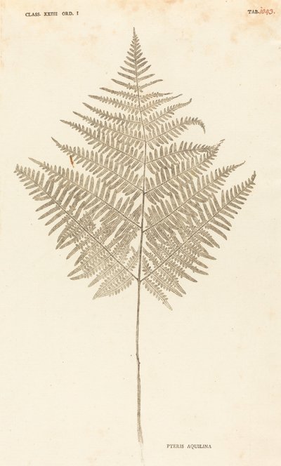 Pteris Aquilina door Johann Hieronymus Kniphof