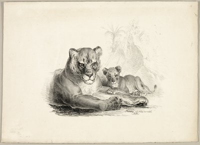 Leeuw met welpen door Johann Höchle