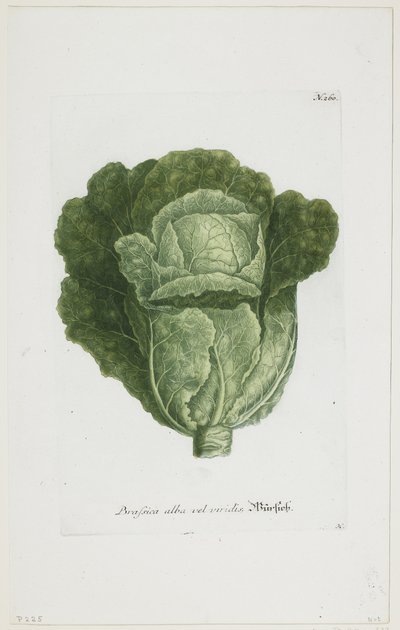 Brassica alba vel viridis, uit Phytanthoza Iconographia, 1735-45 door Johann Jakob Haid