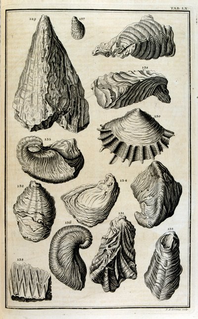 Versteende resten van schelpen vertegenwoordigen dieren vernietigd door de grote Bijbelse vloed door Johann Jakob Scheuchzer