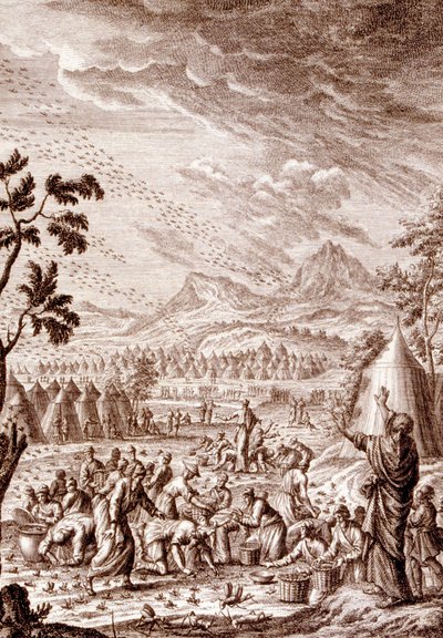 Hebreeën vechten tegen een plaag van sprinkhanen door Johann Jakob Scheuchzer