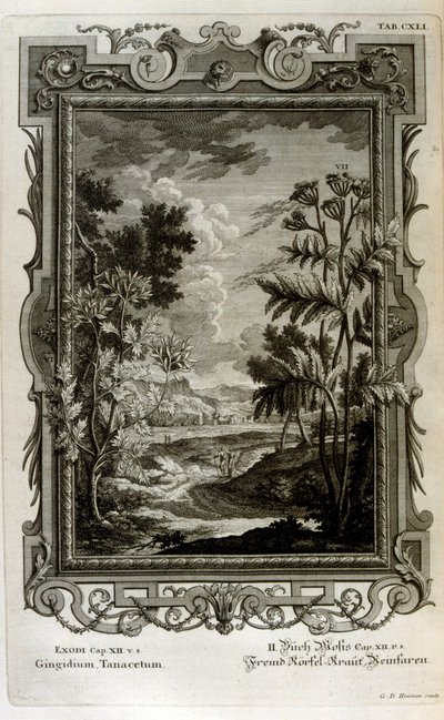 Illustratie door Johann Jakob Scheuchzer