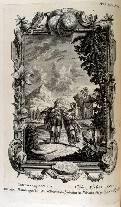 Mandragora plant. Het is vaak bekend als alruin door Johann Jakob Scheuchzer