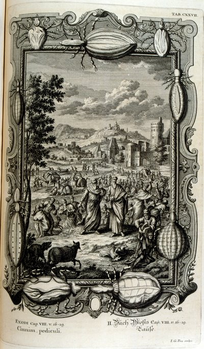 Plaag van luizen en muggen door Johann Jakob Scheuchzer