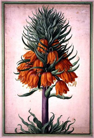 Fritillaria imperialis (keizerskroon) plaat 25 uit het Nassau Florilegium (aquarel op papier) door Johann Jakob Walther