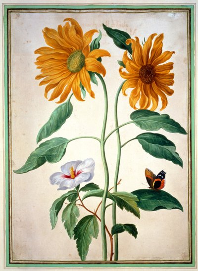 Zonnebloemen, plaat 18 uit het Nassau Florilegium door Johann Jakob Walther