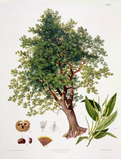 Tamme kastanje, gegraveerd door A. Haase door Johann Kautsky