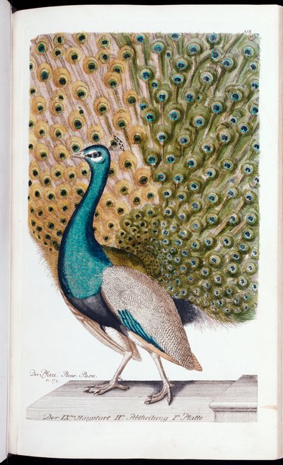 Een mannelijke pauw in volle pracht, 1763 door Johann Leonhard Frisch