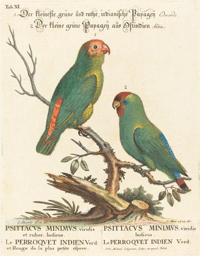 Papegaai (Le Perroquet Indien. Psittacus Minimus) door Johann Michael Seligmann after George Edwards