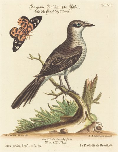 Pica grisea Brasiliensis door Johann Michael Seligmann after George Edwards
